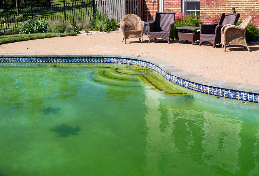 Green swimming pool water for article about green pool cleaning